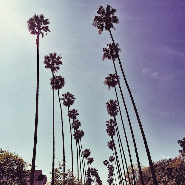 Palm Trees in LA | Styledbyblondie.com