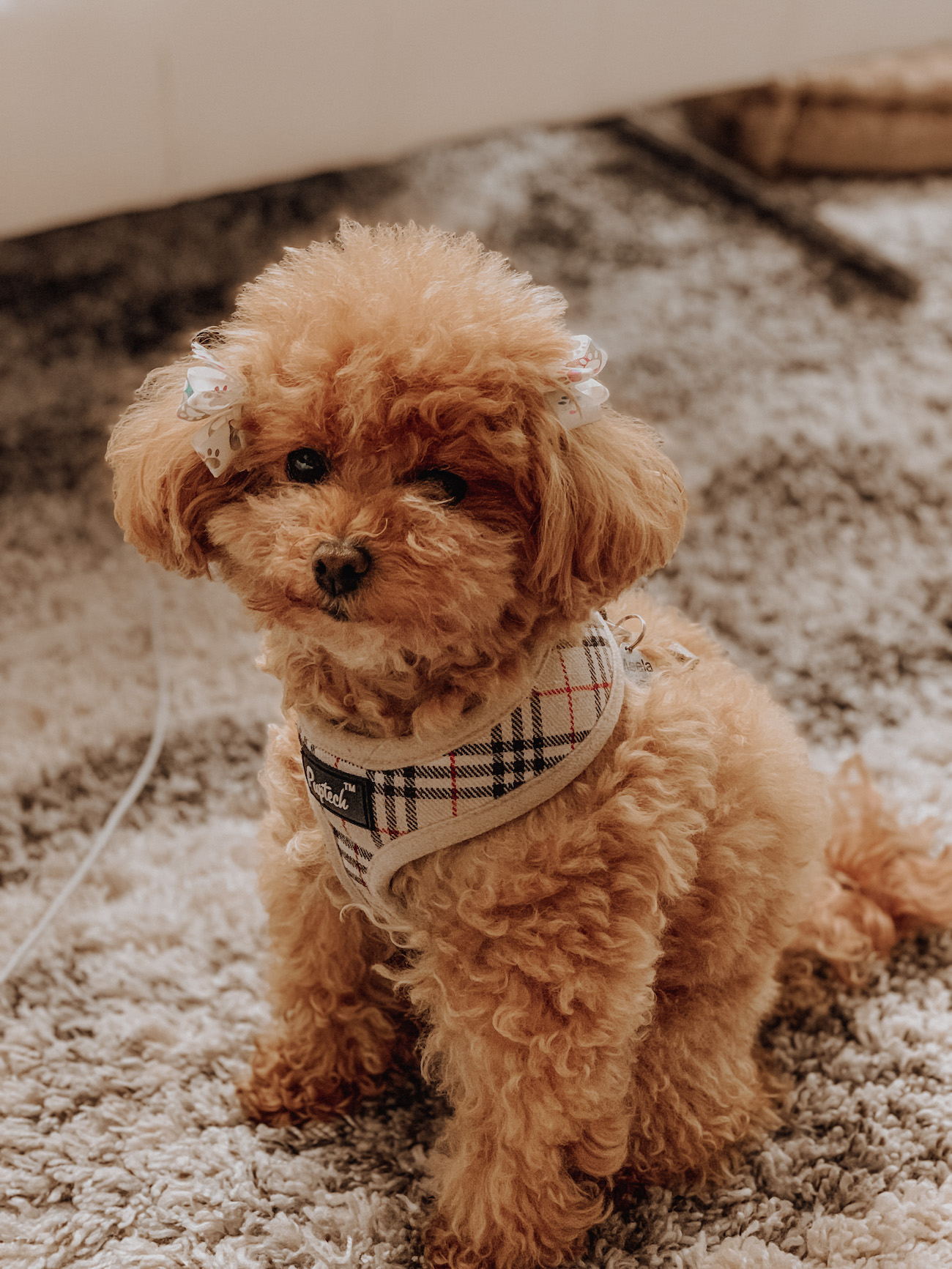 Red Maltipoo | Meela The Maltipoo | Cute Dogs | Blondie in the City by Hayley Larue